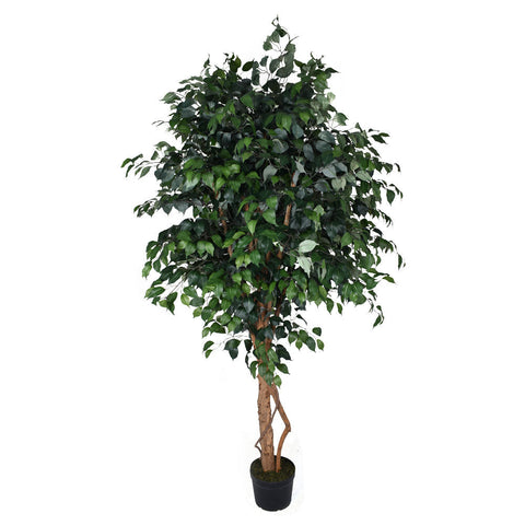 Ficus Trees