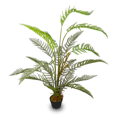 Fern Plants