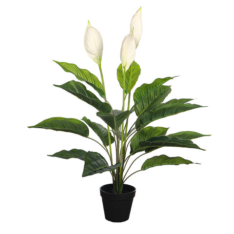 Calla Lily Plants