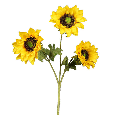 Sun Flowers