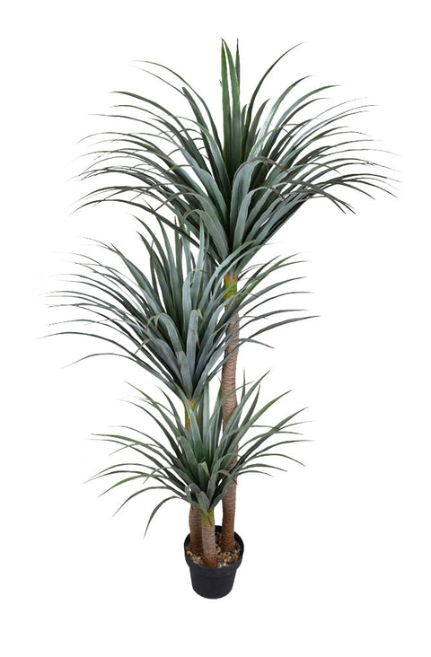 Dracaena Plants