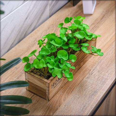 Succulent in Woodenpot