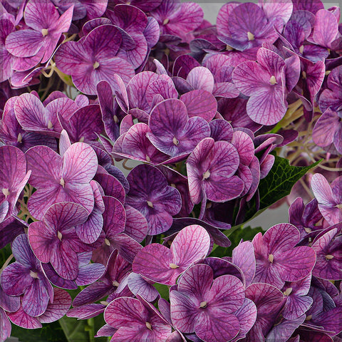 Nearly Natural 3D Hydrangea Flower