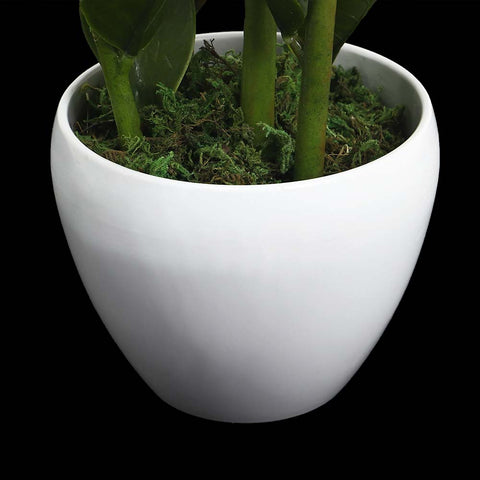 Realistic artificial zamioculcas plant