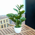 Zamioculcas artificial plant for home decor