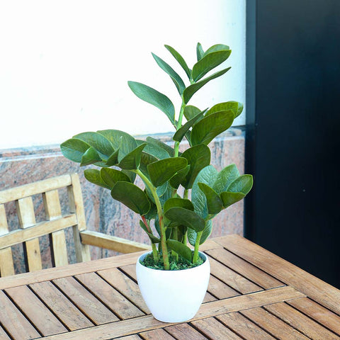 Zamioculcas artificial plant for home decor