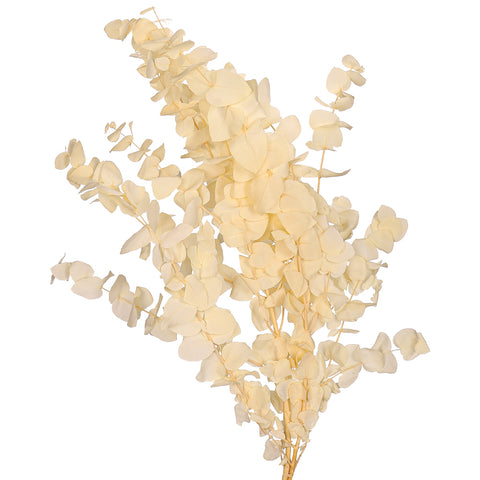 White dried eucalyptus leaves for home decor