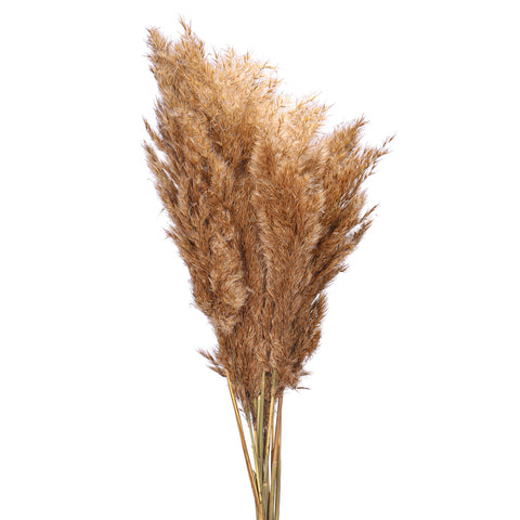 Small Size Dried Pampas Grass