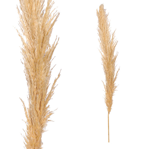 Natural Dried Pampas Grass