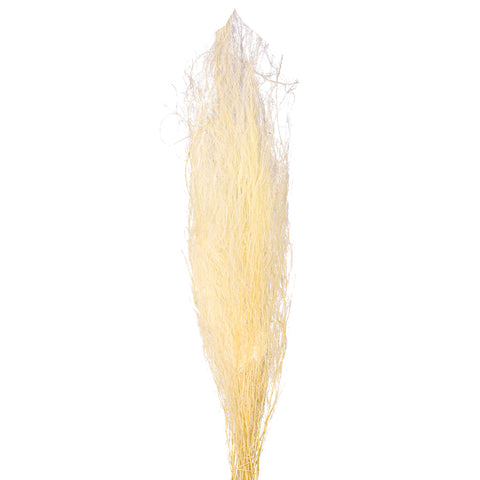 Natural Preserved White Dried Grass