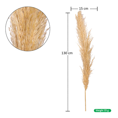 Natural Dried Pampas Grass