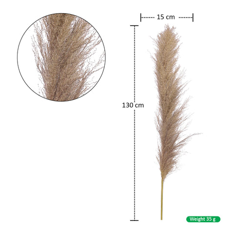 Natural Dried Pampas Grass