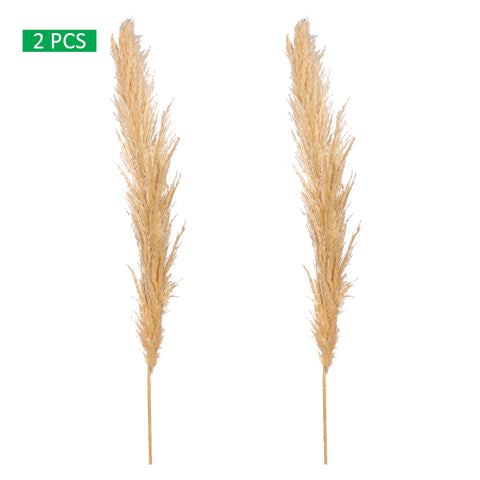 Natural Dried Pampas Grass