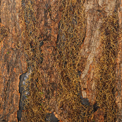 Decorative Brown Moss Wall Sheet