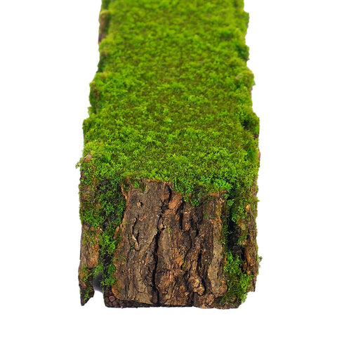 Moss wall, Green wall panel,