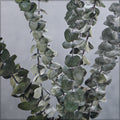 Dried eucalyptus leaves for craft projects