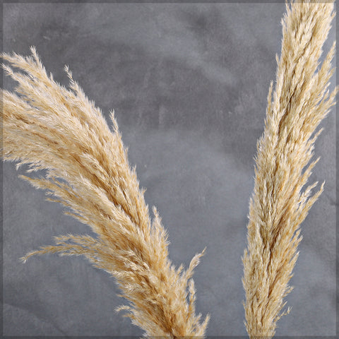 Natural Dried Pampas Grass