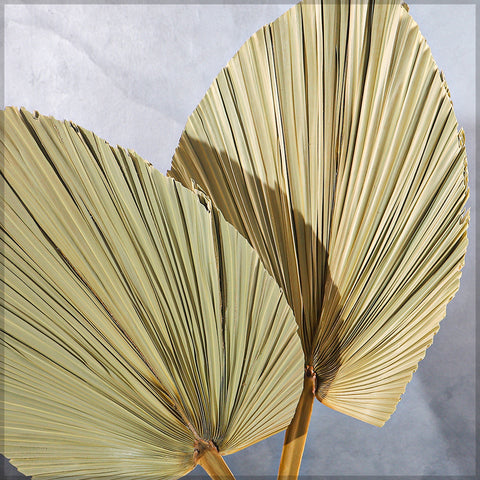 Natural Dried Palm Leaf