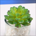 Decorative lotus flower succulent