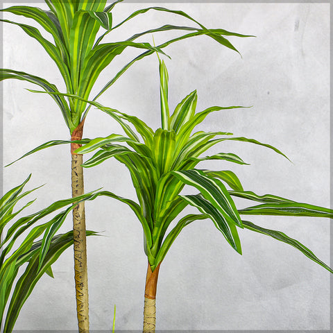 Faux Dracaena Plant 160cm Tall