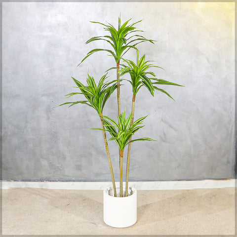 Faux Dracaena Plant 160cm Tall