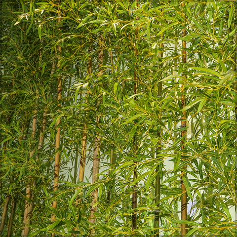 Nearly Natural Bamboo Stems