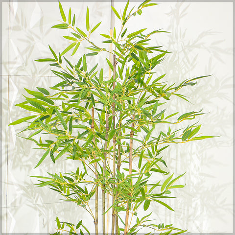 Faux Bamboo Plants