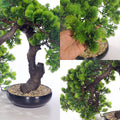 Lifelike faux pine bonsai tree in black pot