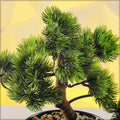 Realistic potted bonsai pine plant