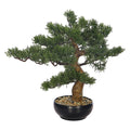 Japanese cedar bonsai tree