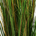 Tall Pampas Grass for Modern Home Design