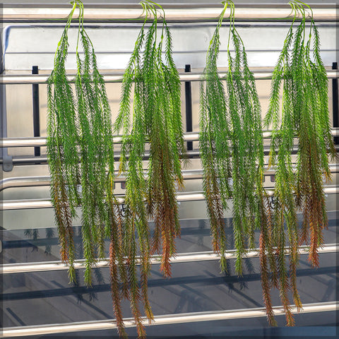 Artificial hanging asparagus plant