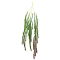 Hanging foxtail fern