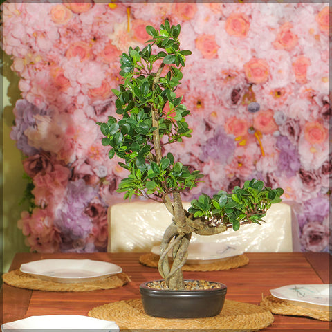 Durable artificial cajuput bonsai tree for garden