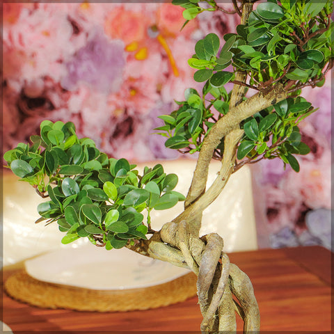 Artificial cajuput bonsai tree for modern homes