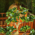 Cajuput bonsai artificial tree for traditional decor