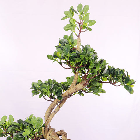 Artificial Cajuput Bonsai Tree