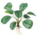 Artificial calathea leaves