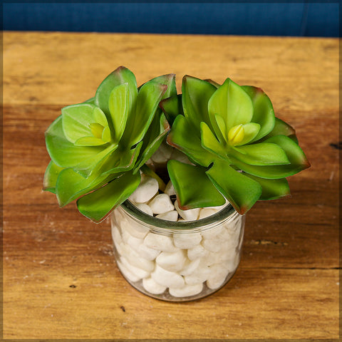 Decorative mini succulents for desk