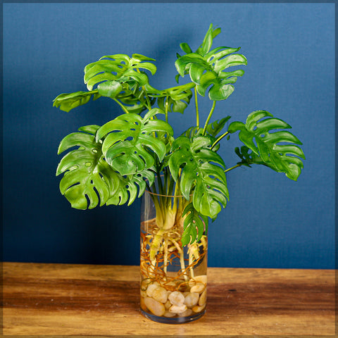 Realistic faux monstera bush for easy interior decoration