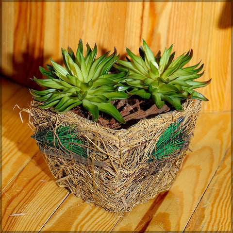 Stylish planter box with raffia weaving for succulents