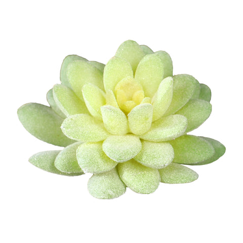 Artificial succulent decor