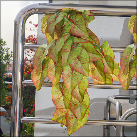 Artificial Caladiums Vine Leaves