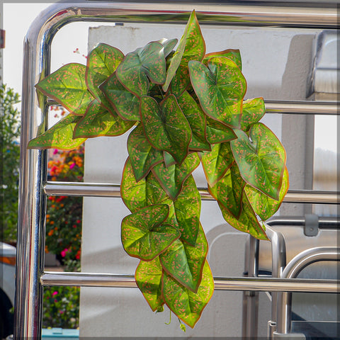 Caladium vine leaves for wall decor