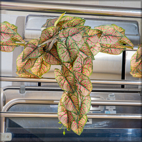 Artificial Caladiums Vine Leaves