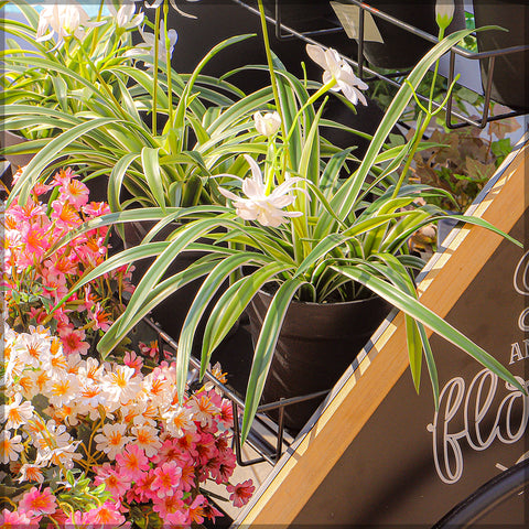 Decorative Metal Bicycle with Flower Stand