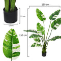 Decorative banana plant for living spaces, bringing greenery to the home