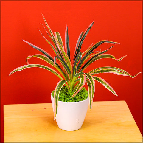 Green decorative chlorophytum branches for planters