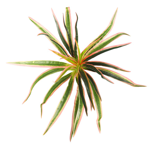 Decorative chlorophytum branches for indoor plants