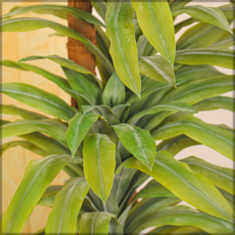 Decorative lemon lime dracaena indoor plant